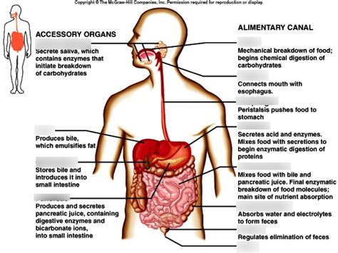 The Human Digestive System Alimentary Tube And Accessory Organs