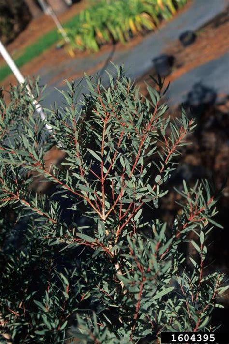 Narrow Leaf Peppermint Eucalyptus Nicholii