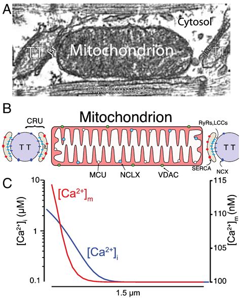 Mitochondrial Calcium And The Regulation Of Metabolism In The Heart