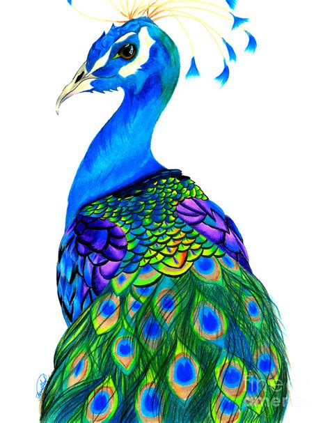 Peacock Drawing By Ben Graf Pixels