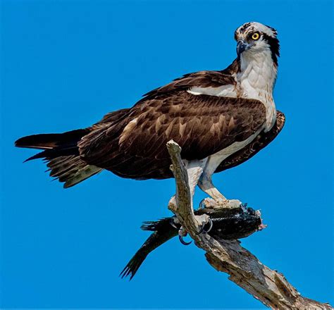 Ospreys | Blue Cypress Lake