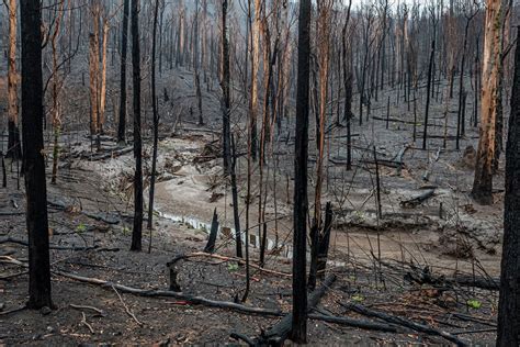 Australien nach den Bränden Natur kehrt zurück GEO