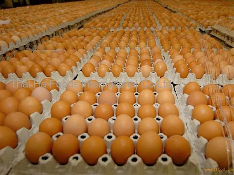 Fertile Hatching Chicken Egg Fresh Chicken Table Eggs Thailand Thai Ha