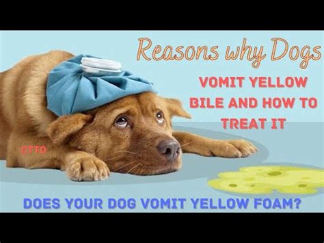 IS THE FOAM IN YOUR DOG'S VOMIT YELLOW? [Research]