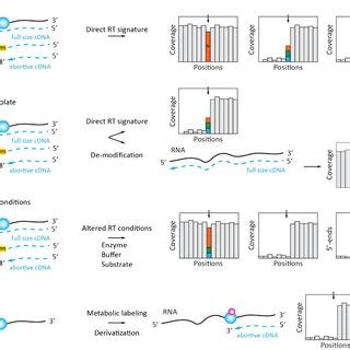 Direct Detection Of Rna Modifications By Natural Or Induced