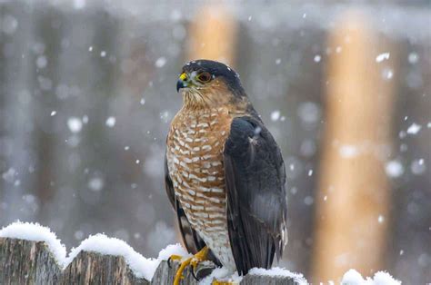 Hawks In Arkansas: 9 Species Found In The Wonder State