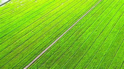 4k Aerial Wide View Of Beautiful Green Rice Fields In The Rural Of