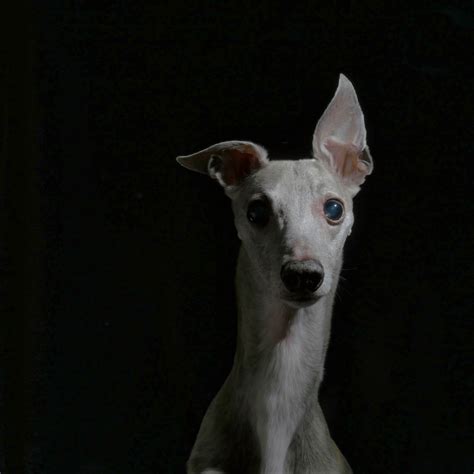 Whippet Foto And Bild Animals Hund Haustiere Bilder Auf Fotocommunity