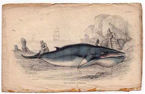 Baleen Whale Original Antique Sea Life Ocean Print The Lesser