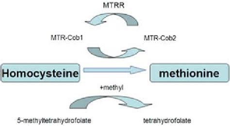 Methionine Synthase Reductase Mtrr Participates In The Metabolism Of