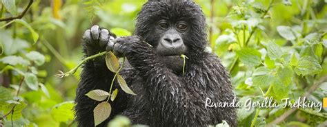 Rwanda Gorilla Trekking Families