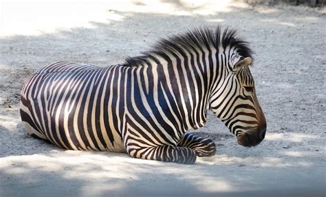 Premium Photo Grevy Zebra Specimen Lying Down In An Animal Reserve