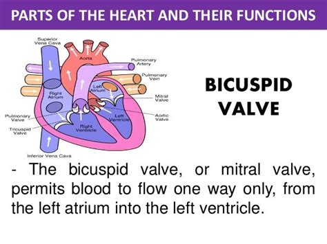 Diagram Of The Heart Bicuspid Valve Choice Image - How To Guide And Refrence