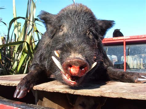 James Fagan History Blog: The history of wild pig hunting in New Zealand