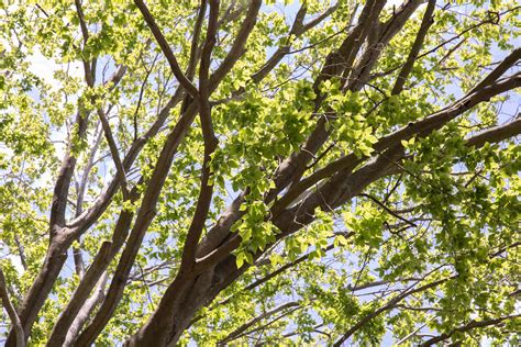 10 Common Varieties Of Beech Trees