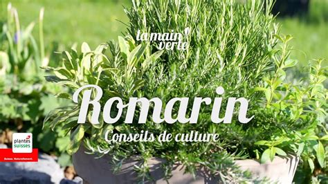 Romarin Conseils De Culture YouTube