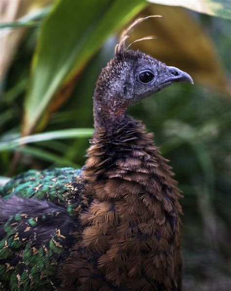 Congo Peafowl (female) | Peafowl, Birds flying, Congo