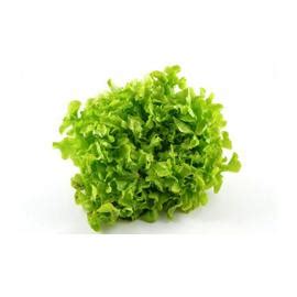 Graines de Laitue Feuille de Chêne Blonde Méthode BIO salade légume potager Rakuten