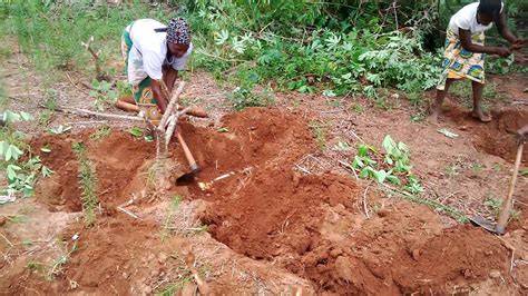 Harvesting Of Cassava Roots Youtube