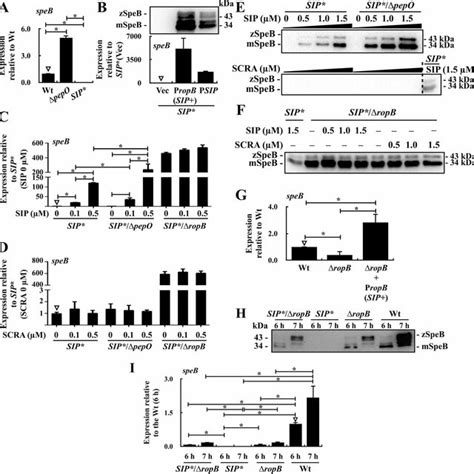 The Expression Of Speb In The Wild Type Strain Wt Δropb Mutant Sip