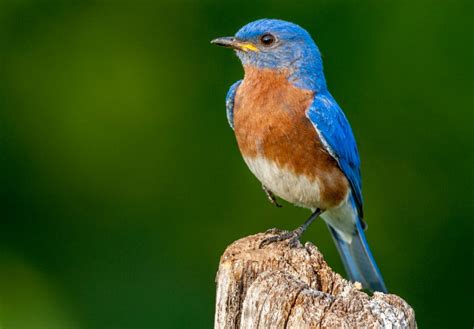 BLUEBIRD OF HAPPINESS DAY - September 24, 2025 - National Today