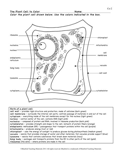 Plant Cell Worksheet 5th Grade