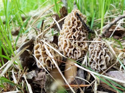 The Great Morel Information Exchange Facebook Group The Great Morel