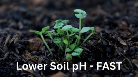 HOW TO LOWER PH IN SOIL FAST SUMMARISED YouTube