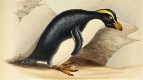 Dna Tests Show Extinct Penguin Species Never Existed Mental Floss