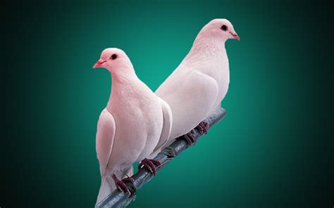 Pigeon Hd Wallpapers 84665 Baltana