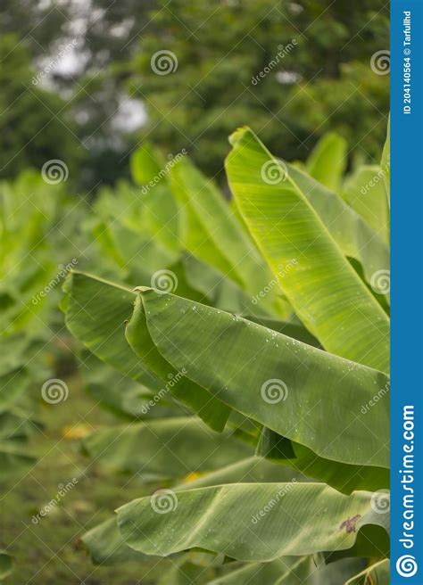 Fundo Verde Da Folha De Bananeira Abstrato Foto De Stock Imagem De