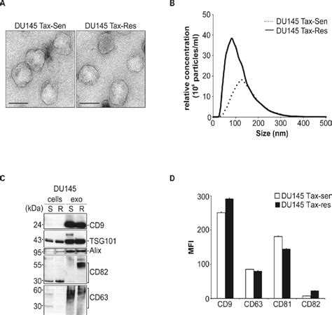 Characterization Of Extracellular Vesicles Secreted From Docetaxel