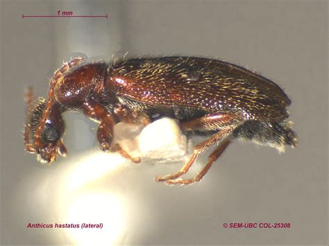 Anthicidae