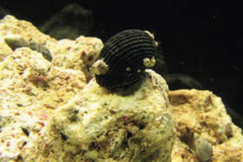 4 Aquatic Snail Species for Your Freshwater Aquarium - PetHelpful