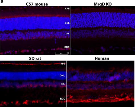 Mrgd Expression In The Retina Detected By Immunofluorescence A Download Scientific Diagram