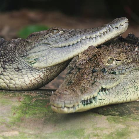 21 Alligators Dinosaurs Anashvalentina