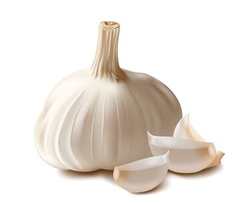 Garlic Png Transparent Image Download Size 3000x2551px