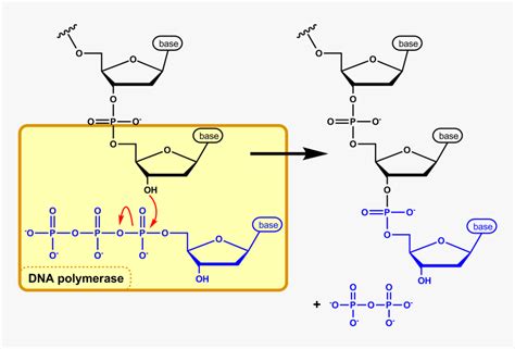 Dna Synthesis En - Nucleophilic Attack In Dna Replication, HD Png ...