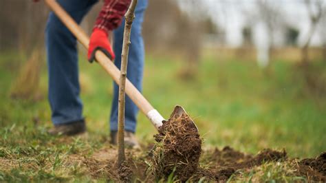 Short-Lived Trees Vs Long-Lived Trees: Which Should You Plant In Your Yard?