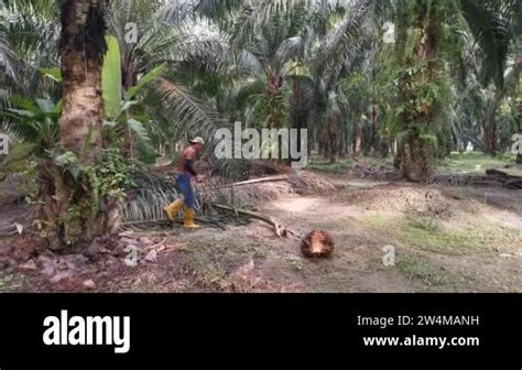 Perak Malaysia October 26 2020 Footage Of Unidentified Workers