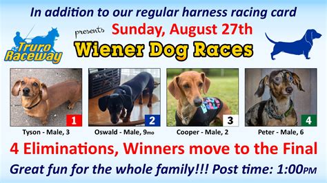 Wiener Dog Races 4 Eliminations The Winners Square Off In The Finals