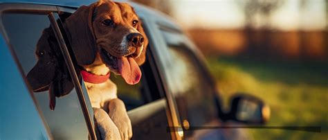 Looxmeer Hunde Autositz Extra Stabiler für Kleine Mittlere Hunde Auto