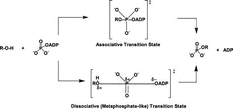 10: Transition states of the phosphoryl-transfer reaction. Associative ...