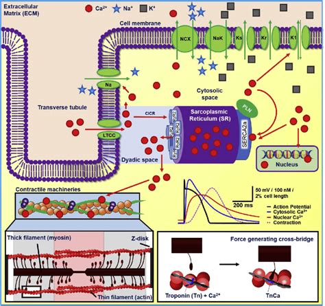 Schematic Illustration Of Ventricular Cardiomyocyte Ca Handling