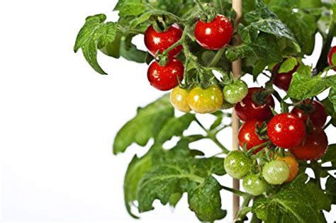 50 Tiny Tim Tomato Seeds Patio Tomato Dwarf Heirloom Cherry Tomato