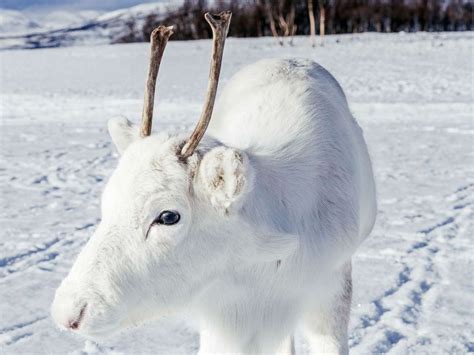 Snow Deer Stunning Photographs Capture Rare White Reindeer In Norway