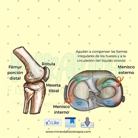 Generalidades De La Rodilla Miranda Fisioterapia Udocz Movie