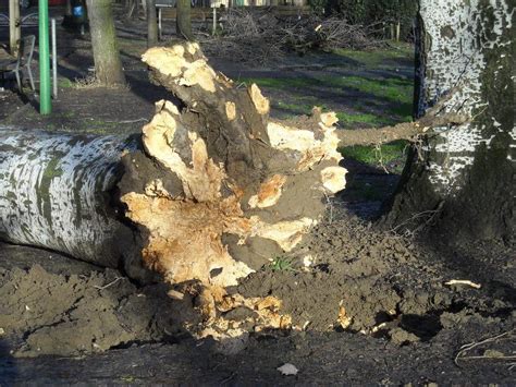 Notte Di Forte Vento Crolla Albero Sui Giochi Dei Bimbi Gazzetta Di Modena