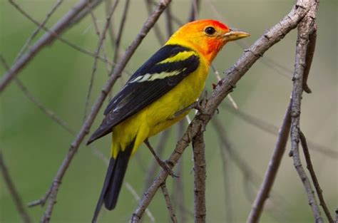 Western Tanager Attracting Birds Birds And Blooms