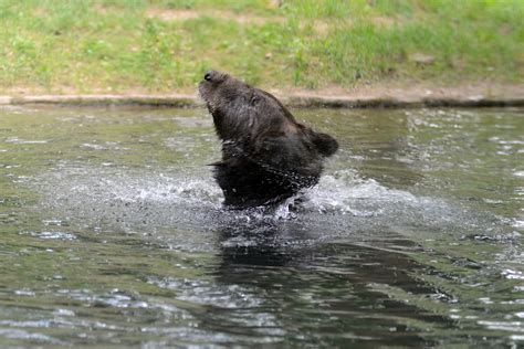 Bär Fluss Tierwelt Kostenloses Foto Auf Pixabay Pixabay